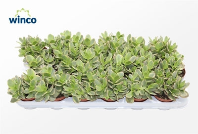 Planta naturala Crassula ovata 'Variegata' H15 cm PS8.5 cm in pamant