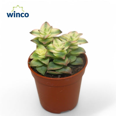 Planta naturala Crassula perforata H15 cm PS5.5 cm in pamant