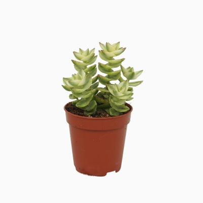Planta naturala Crassula perforata H8 cm PS5.5 cm in pamant
