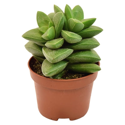 Planta naturala Crassula rupestris H11 cm PS6 cm in pamant