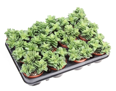 Planta naturala Crassula 'Springtime' H10 cm PS8.5 cm in pamant