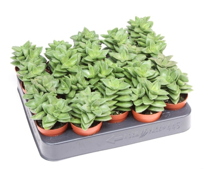 Planta naturala Crassula 'Springtime' H8 cm PS5.5 cm in pamant