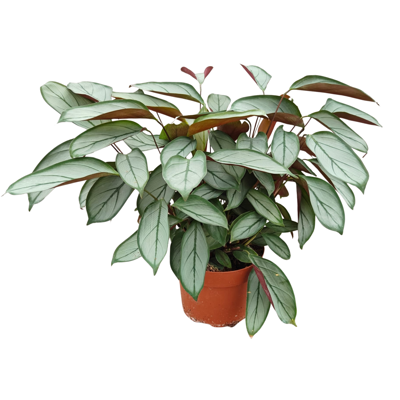 Planta naturala Ctenanthe H35 cm PS12 cm in pamant