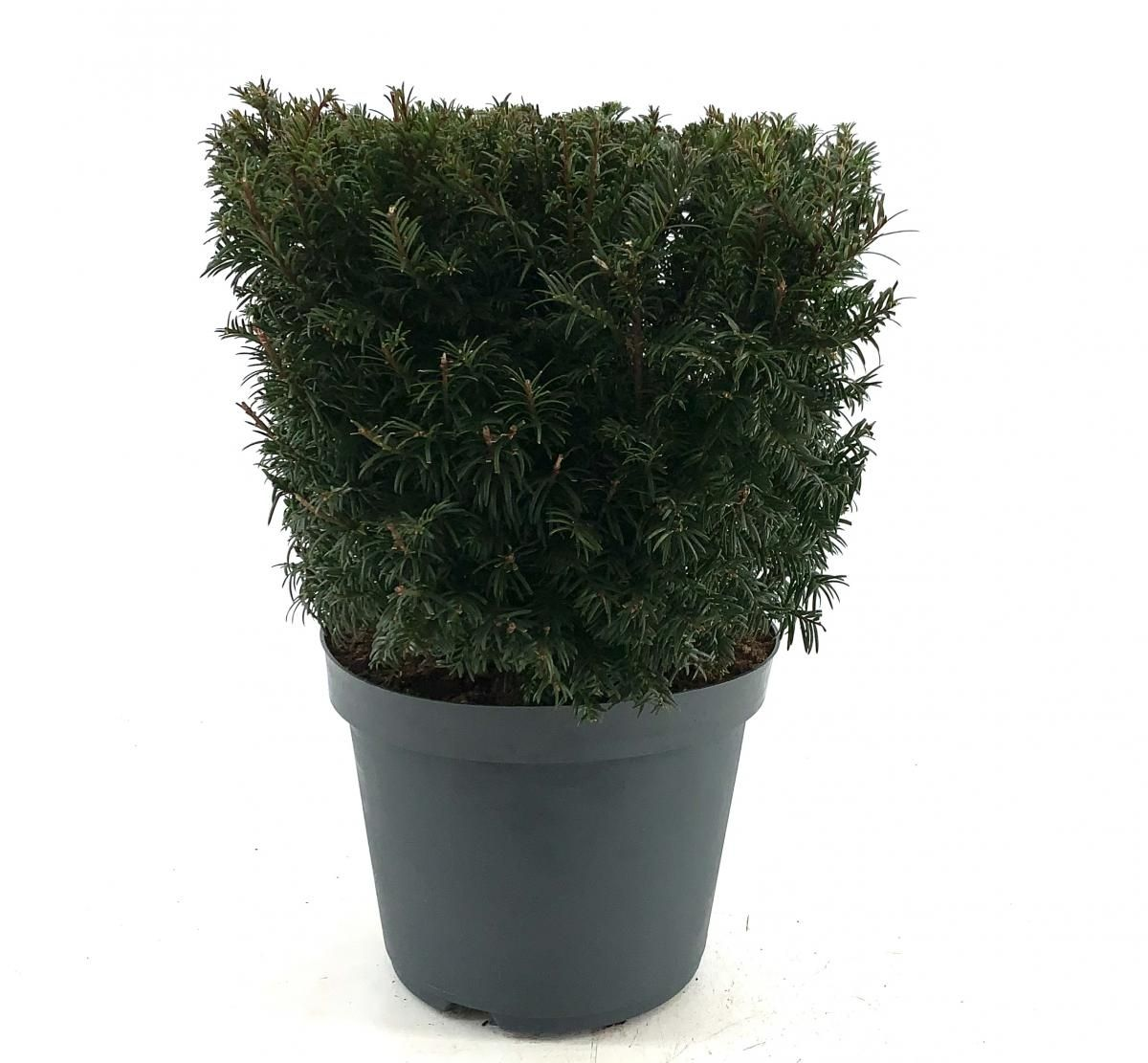 Planta naturala Cube 35cm H60cm Taxus baccata PS30/ in pamant
