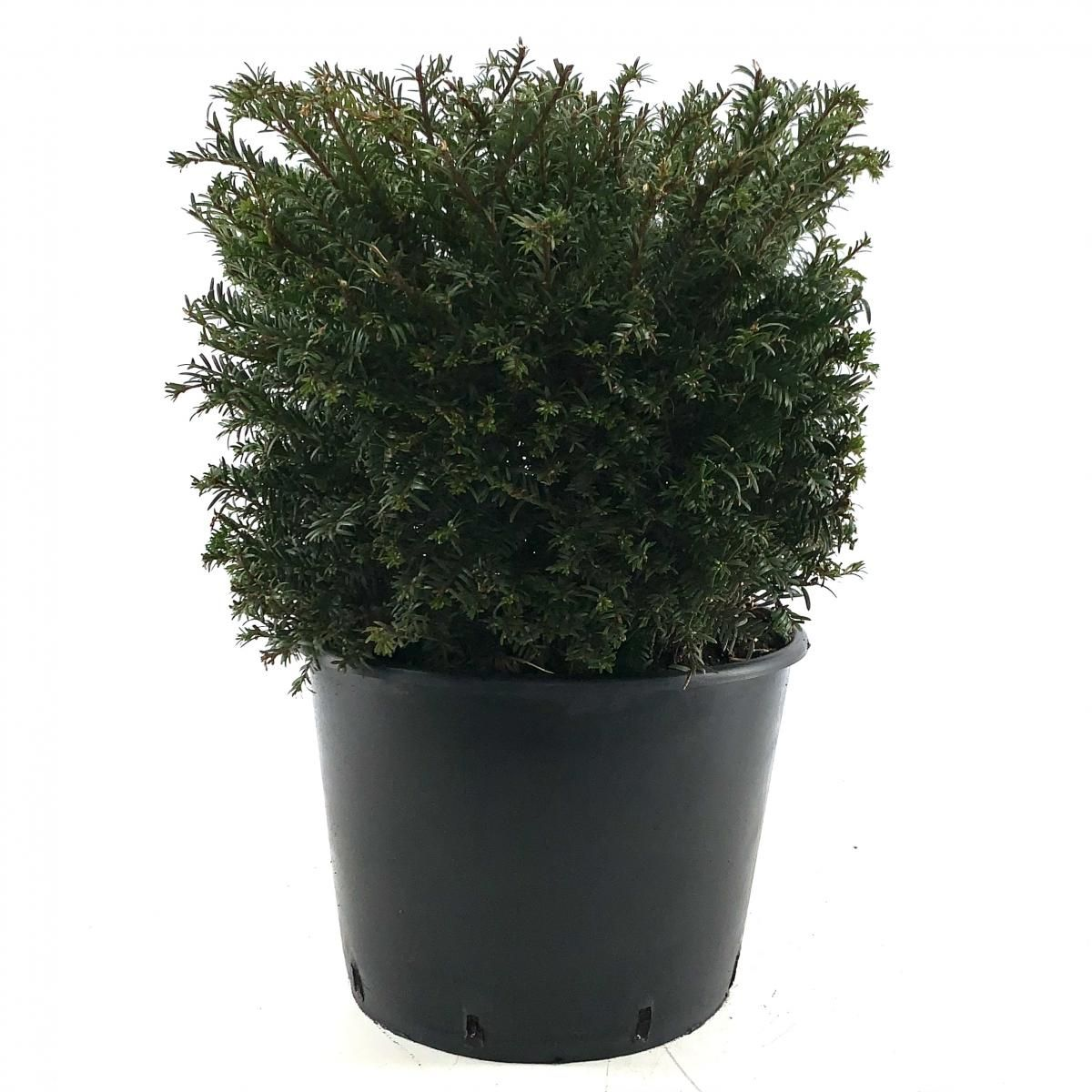 Planta naturala Cube 40cm H75cm Taxus baccata PS32/ in pamant
