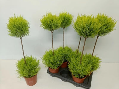 Planta naturala Cupressus macr. 'Goldcrest' various forms H80 cm PS17 cm in pamant