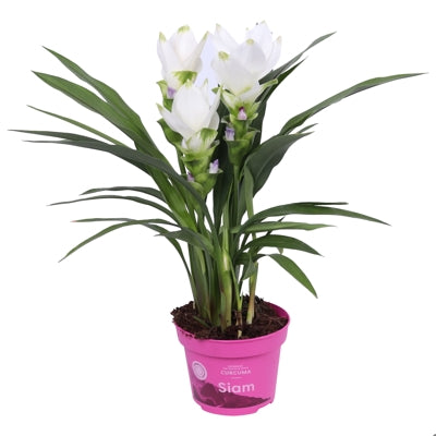 Planta naturala Curcuma al. Siam Sisto H50 cm PS12 cm in pamant