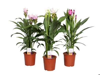 Planta naturala Curcuma mixed H60 cm PS15 cm in pamant