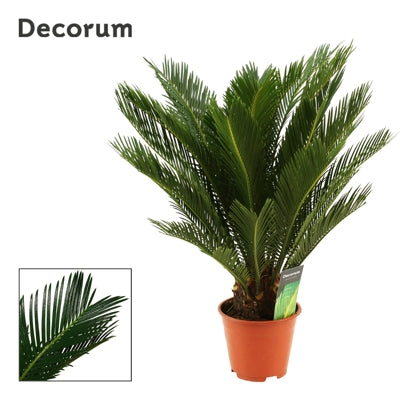 Planta naturala Cycas revoluta H60 cm PS14 cm in pamant