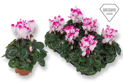 Planta naturala Cyclamen midi Sup. Ser. Fusion Midi H17 cm PS10.5 cm in pamant