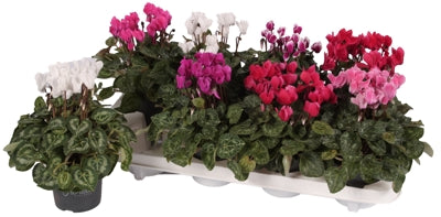 Planta naturala Cyclamen small flowered Sup. Ser. Carin H20 cm PS10.5 cm in pamant