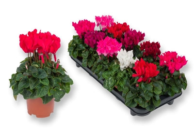 Planta naturala Cyclamen small flowered Sup. Ser. Compa H15 cm PS10.5 cm in pamant