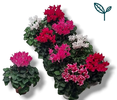 Planta naturala Cyclamen small flowered Sup. Ser. Compa H17 cm PS10.5 cm in pamant