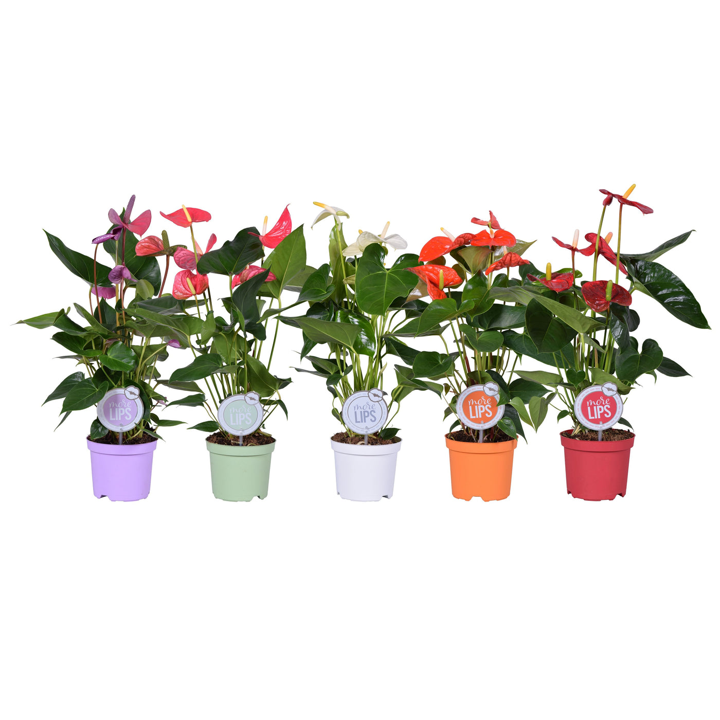 Planta naturala d einterior H50cm Anthurium Mix P14cm in pamant
