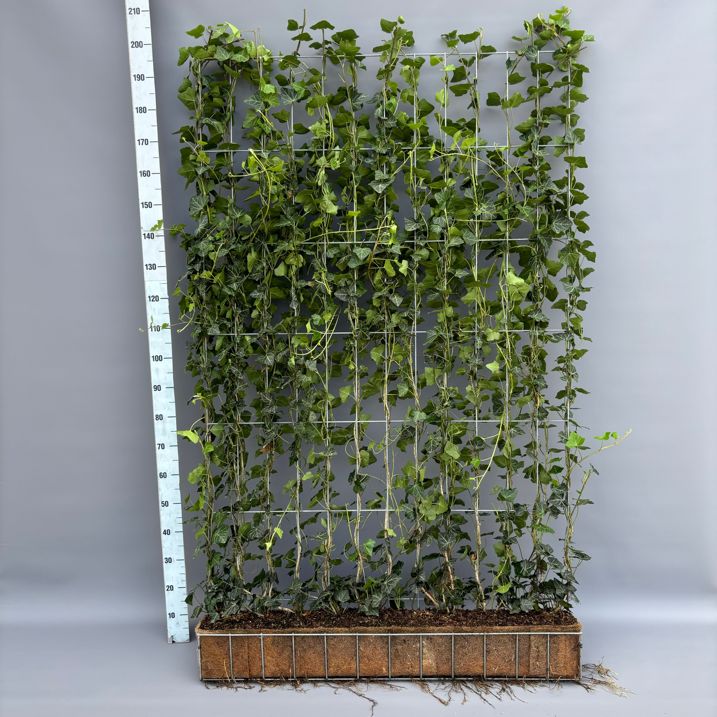 Planta naturala D120xH200cm Hedera helix 'Woerner' PS in pamant