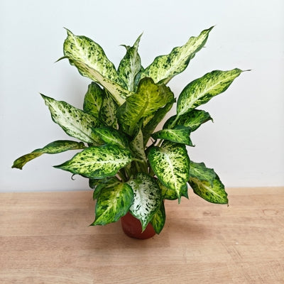 Planta naturala D20H30cm Dieffenbachia maculata 'Amy' PS12/9cm in pamant