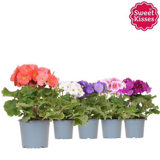 Planta naturala D25xH25cm Primula abconica Mix Touch Me PS12/9cm in pamant