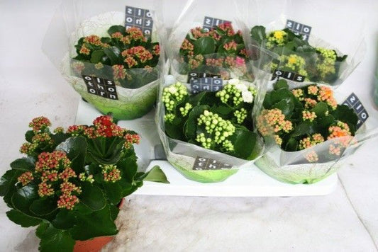 Planta naturala D30xH24cm Kalanchoe mix cu flolri duble PS15/10cm in pamant