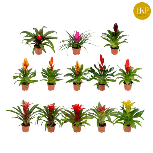 Planta naturala D30xH30cm Bromelia Classic mix PS10.5/9cm in pamant