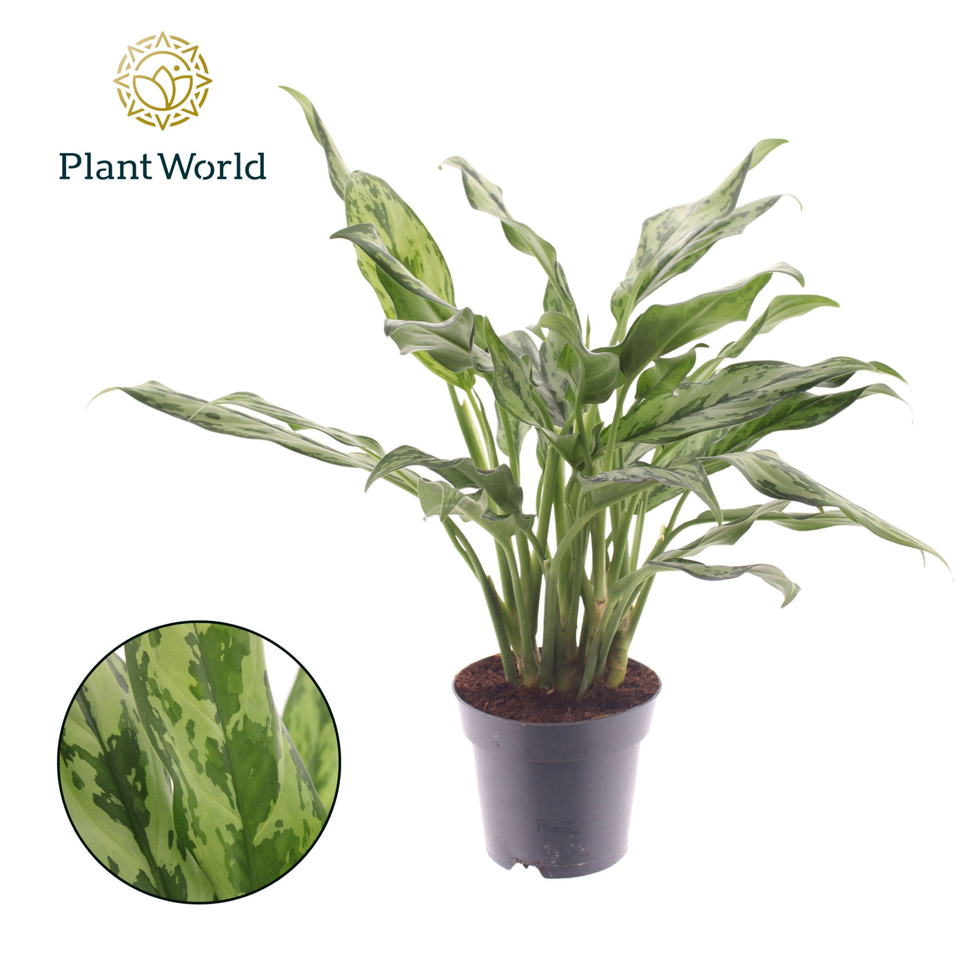 Planta naturala D30xH50cm Aglaonema Miss Julliette P14cm in pamant