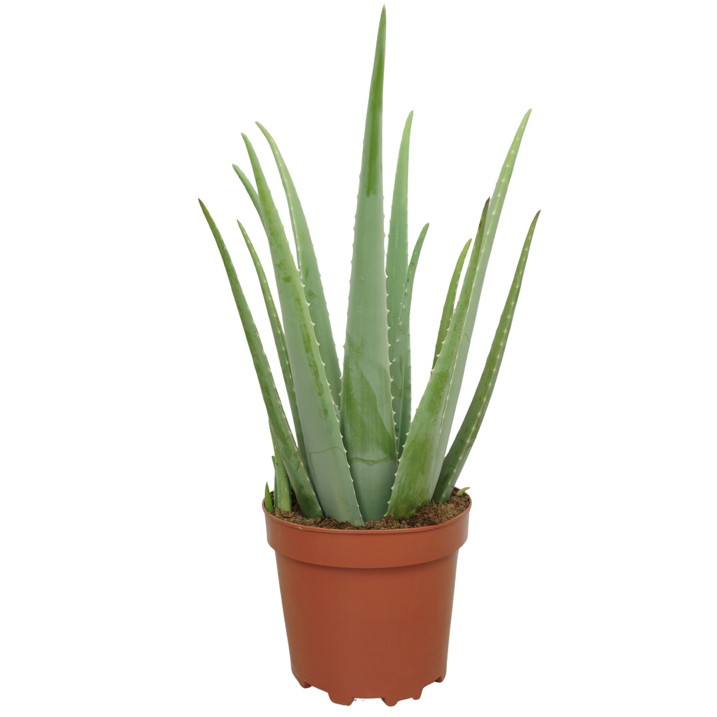 Planta naturala D40xH65cm Aloe vera PS25/20cm in pamant