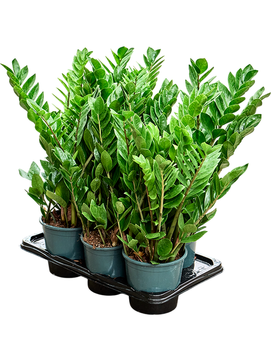 Planta naturala D50xH65cm Zamioculcas zamiifolia PS17/15cm in pamant