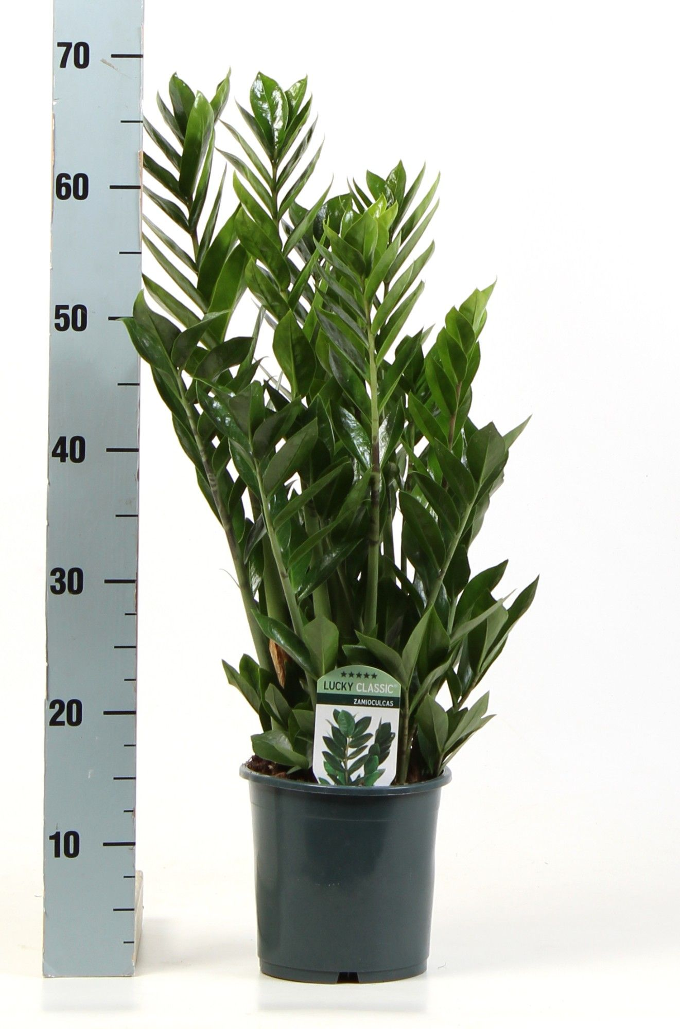 Planta naturala D50xH65cm Zamioculcas zamiifolia PS17/15cm in pamant