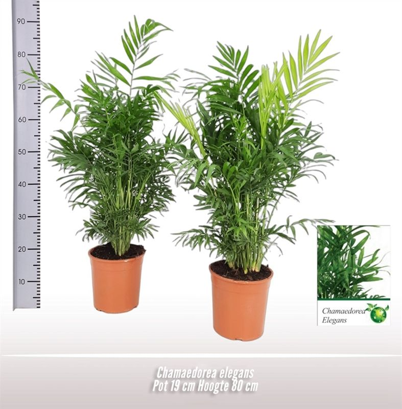 Planta naturala D50xH80cm Chamaedorea elegans PS19/17cm in pamant