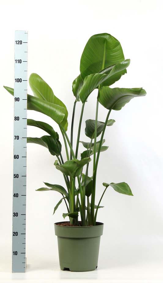 Planta naturala D70xH140cm Strelitzia nicolai PS27/25cm in pamant