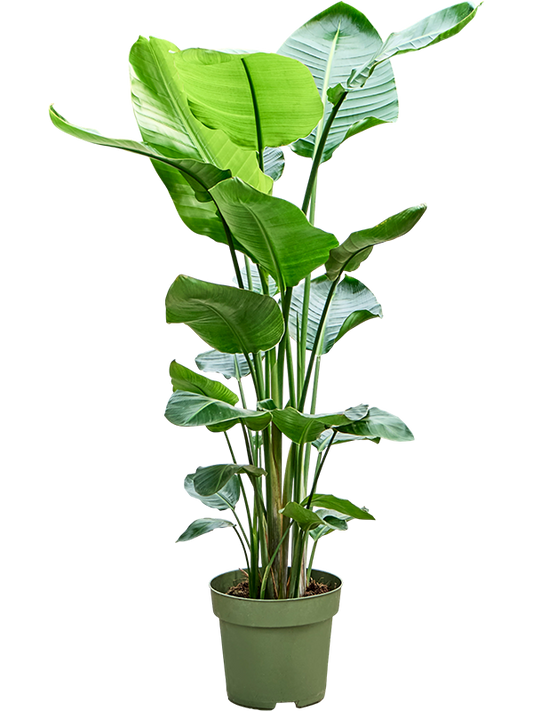 Planta naturala D70xH140cm Strelitzia nicolai PS27/25cm in pamant