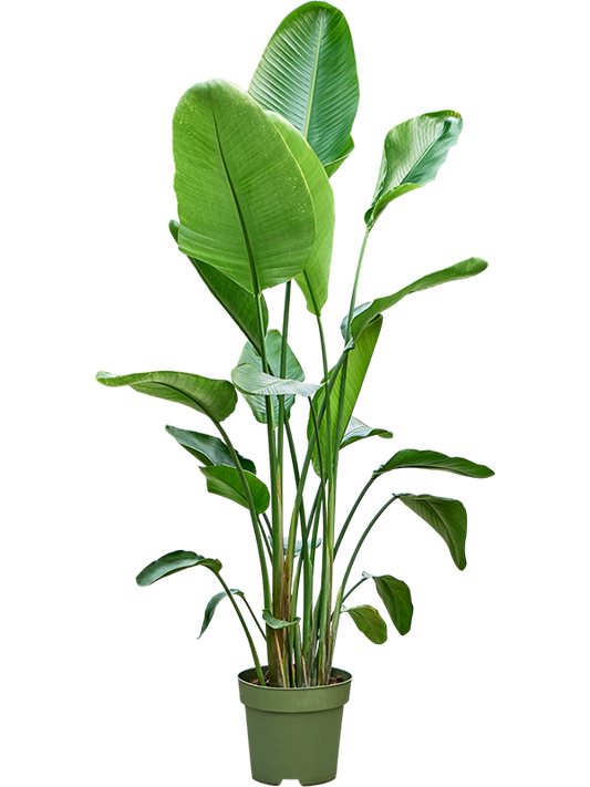 Planta naturala D90xH170cm Strelitzia nicolai PS27/25cm in pamant