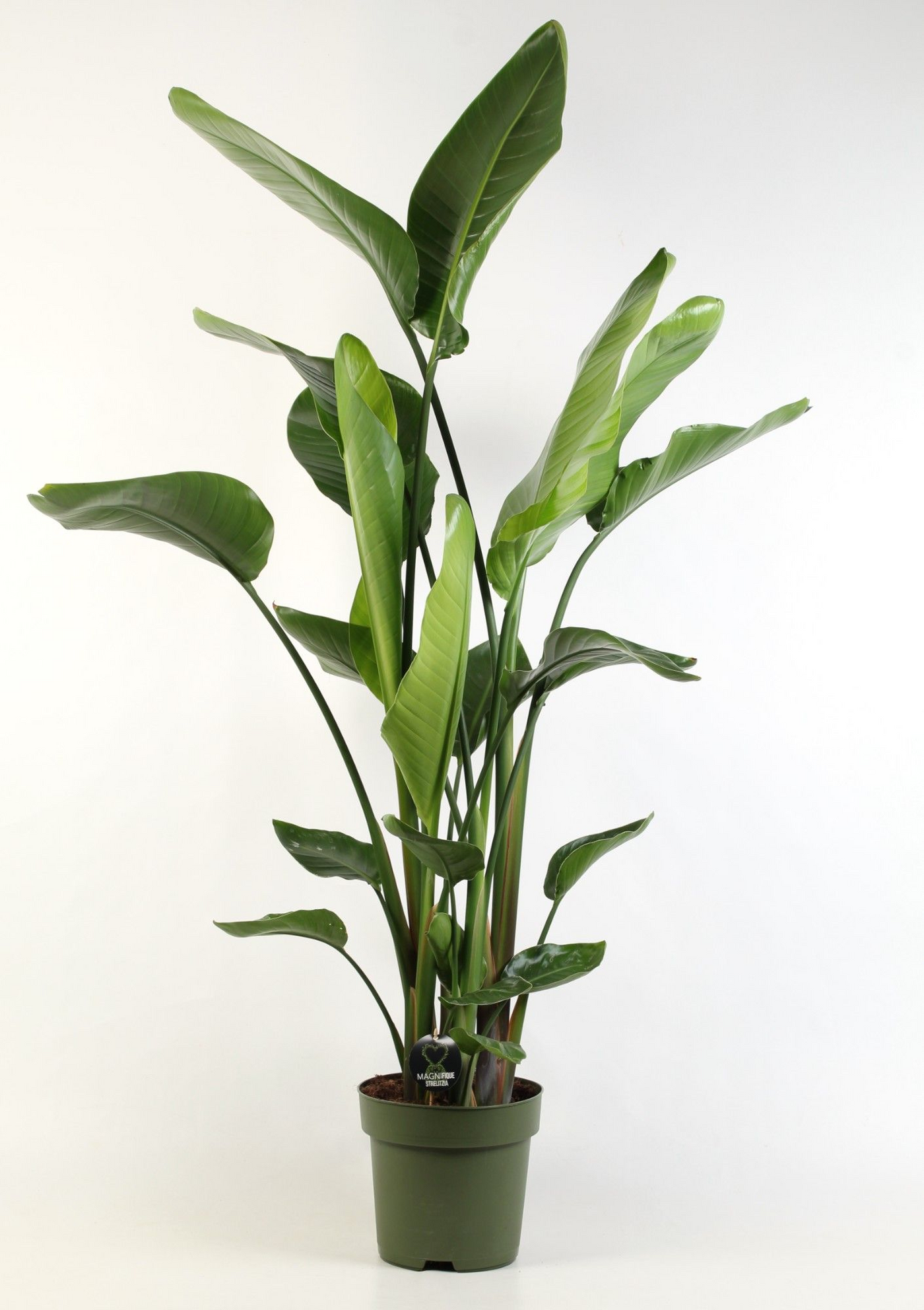 Planta naturala D90xH170cm Strelitzia nicolai PS27/25cm in pamant