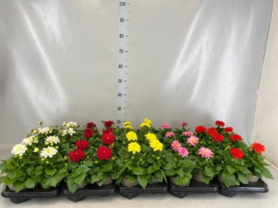 Planta naturala Dahlia H20 cm PS13 cm in pamant