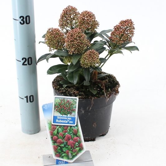 Planta naturala Dark red H20cm Skimmia japonica Rubesta Jos PS17/ in pamant