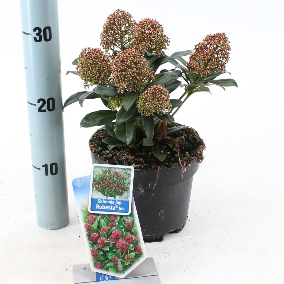 Planta naturala Dark red H20cm Skimmia japonica Rubesta Jos PS17/ in pamant