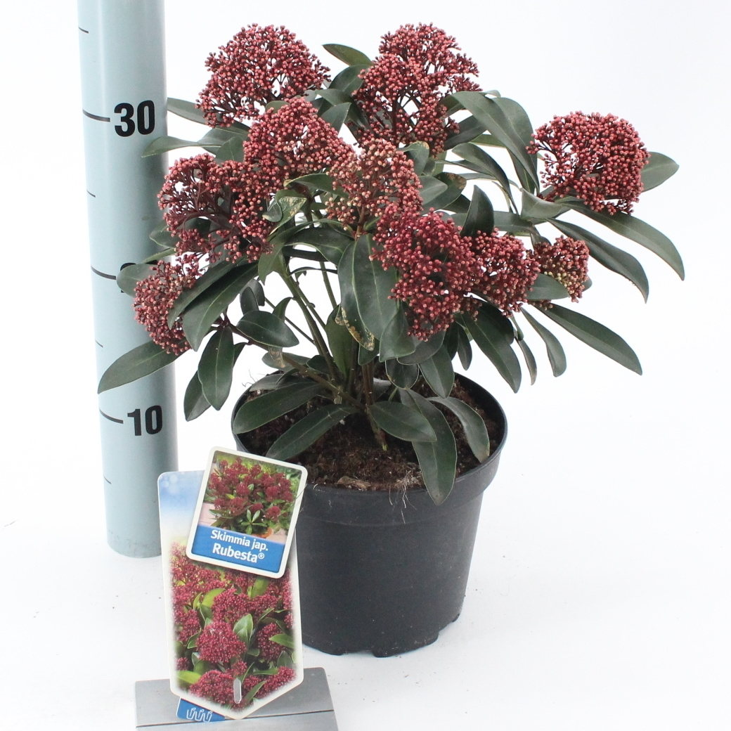 Planta naturala Dark red H25cm Skimmia japonica Rubesta PS17/ in pamant