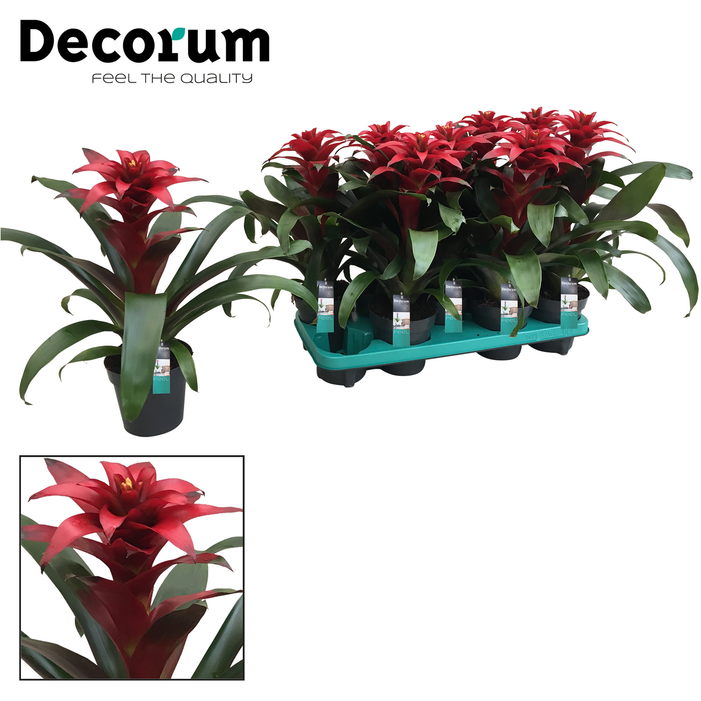 Planta naturala Dark Red H40cm Guzmania Salinas PS13/ in pamant