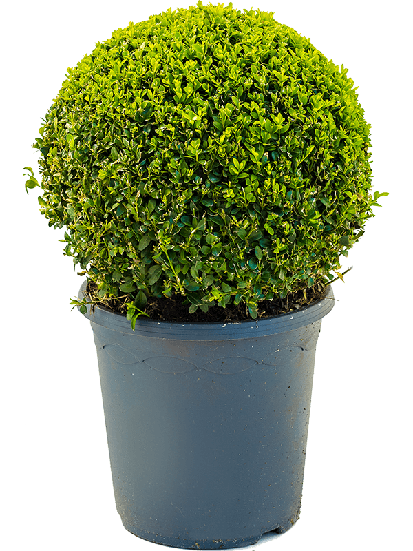 Planta naturala de exterior Ball (30-35) D35xH50cm Buxus sempervirens PS26/25cm in pamant