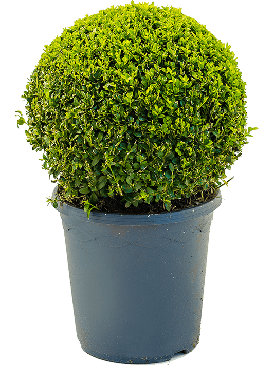 Planta naturala de exterior Ball (30-35) D35xH50cm Buxus sempervirens PS26/25cm in pamant