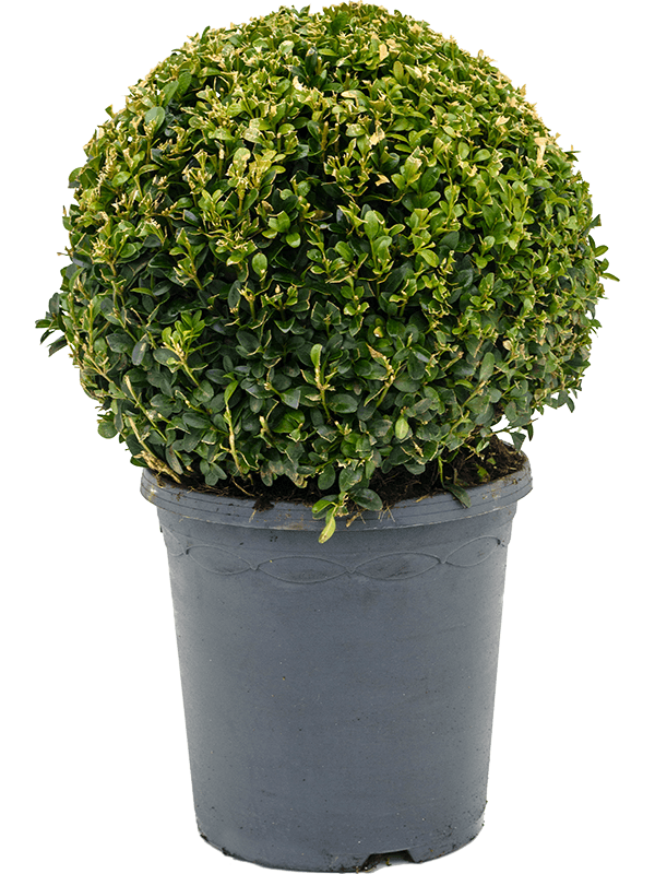 Planta naturala de exterior Ball (30+) D30xH45cm Buxus sempervirens PS23/22cm in pamant