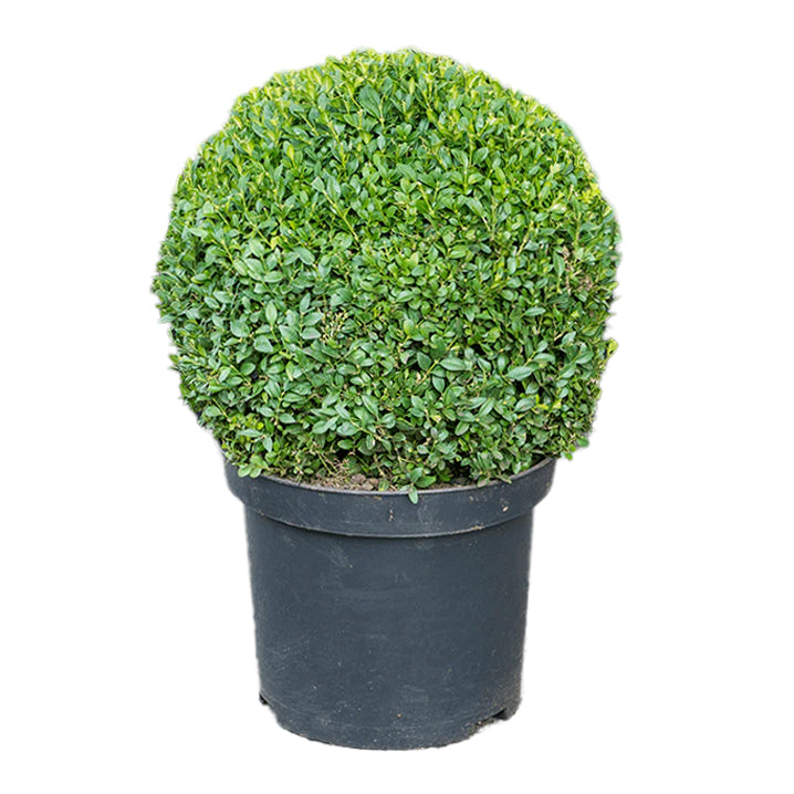 Planta naturala de exterior Ball (40) D40xH60cm Buxus sempervirens PS29/23cm in pamant