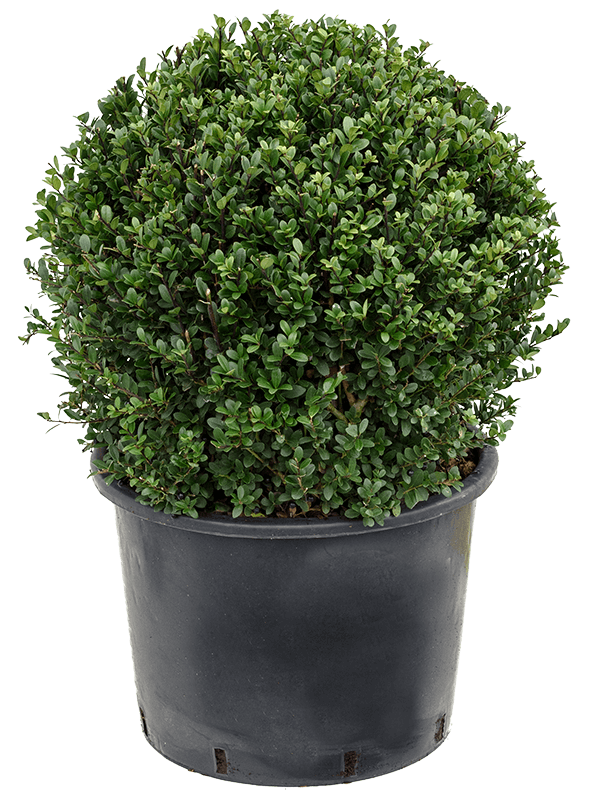 Planta naturala de exterior Ball (50) D50xH60cm Ilex crenata 'Dark Green' PS38/30cm in pamant