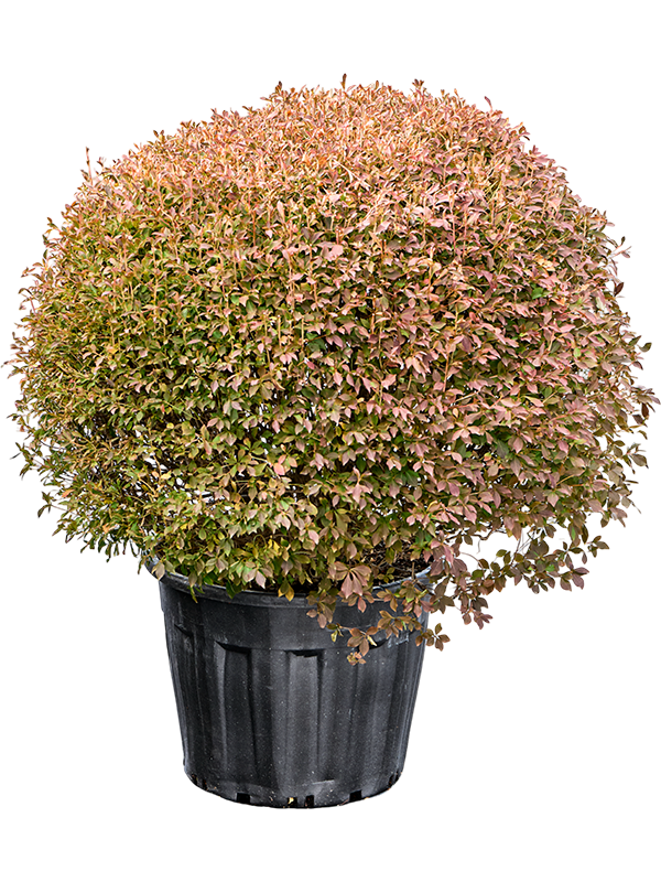 Planta naturala de exterior Ball D110xH120cm Enkianthus perulatus PS59/43cm in pamant
