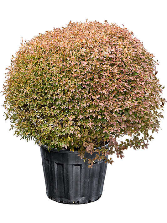 Planta naturala de exterior Ball D110xH120cm Enkianthus perulatus PS59/43cm in pamant