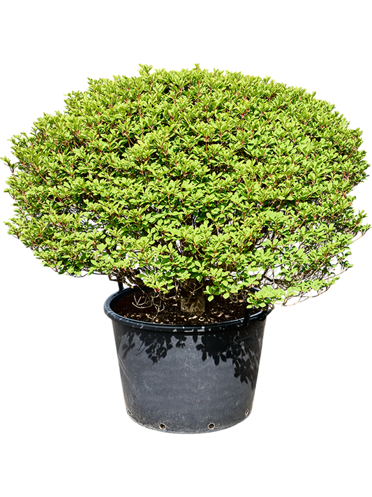 Planta naturala de exterior Ball D110xH120cm Enkianthus perulatus PS70/51cm in pamant