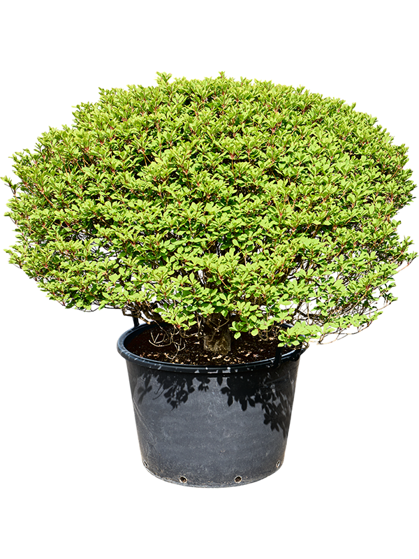 Planta naturala de exterior Ball D110xH120cm Enkianthus perulatus PS70/51cm in pamant