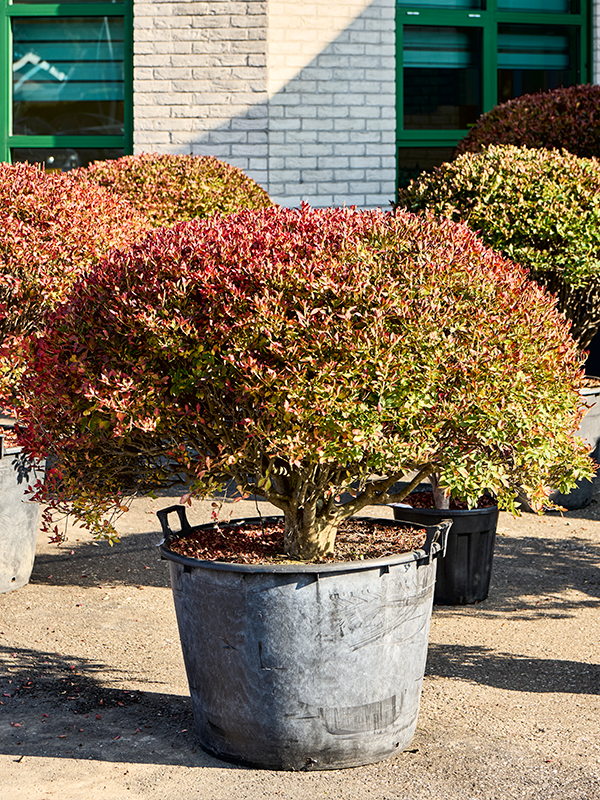 Planta naturala de exterior Ball D110xH120cm Enkianthus perulatus PS70/51cm in pamant