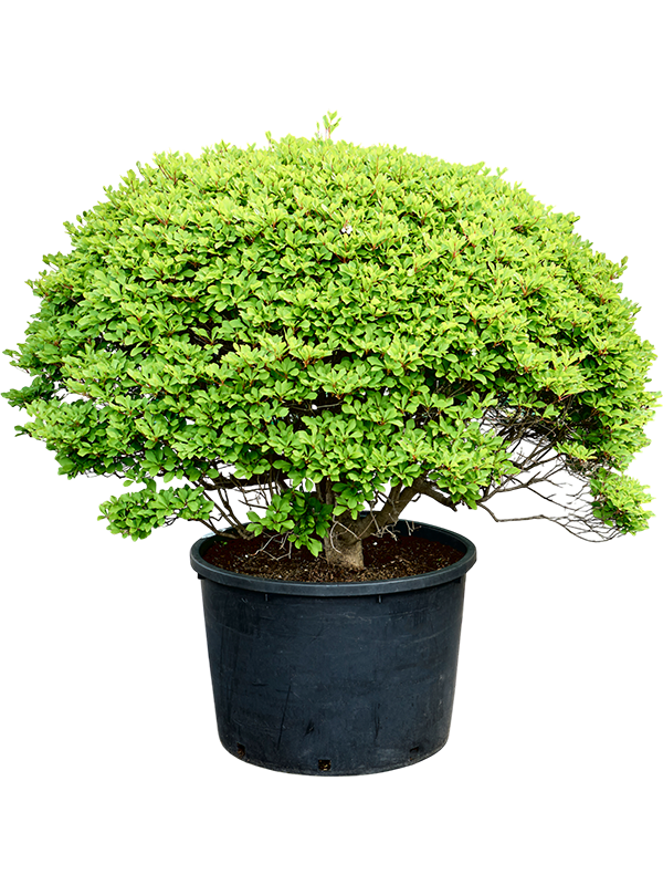 Planta naturala de exterior Ball D130xH150cm Enkianthus perulatus PS88/69cm in pamant