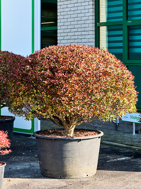 Planta naturala de exterior Ball D180xH180cm Enkianthus perulatus PS88/69cm in pamant