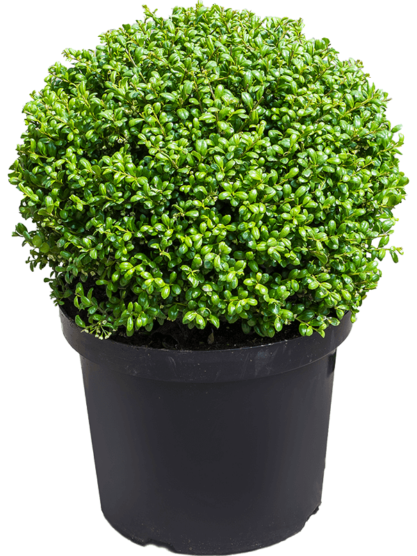 Planta naturala de exterior Ball D30xH50cm Ilex crenata 'Convexa' PS28/23cm in pamant